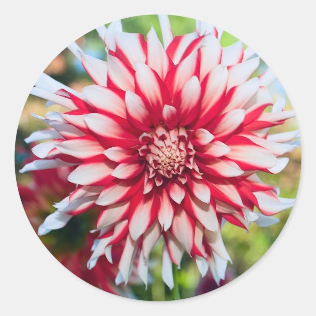 Adesivo Peppermint Dahlia Sticker (Frente)