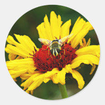 Pequena Abelha Coloca-se no Florim Amarelo Laranja