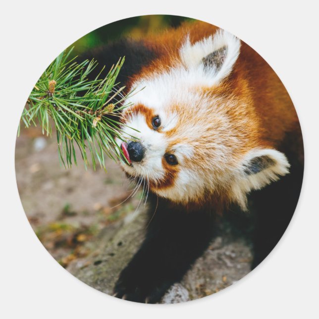Adesivo Pequeno Panda Vermelha com Fern - Fotografia Anima (Frente)