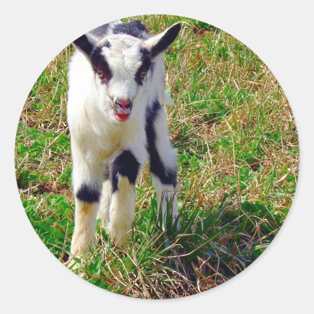 Adesivo Pequeno Ponto (Frente)