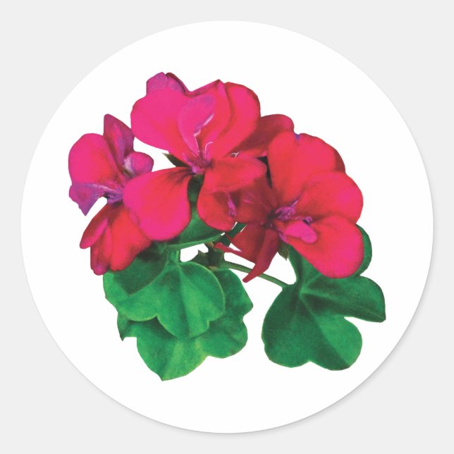 Adesivo Pequenos alemães magenta (Frente)