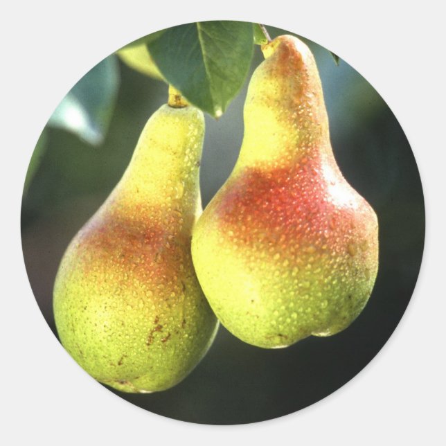 Adesivo Peras (Frente)