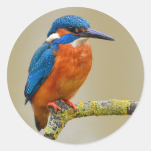 Adesivo Perching Kingfisher