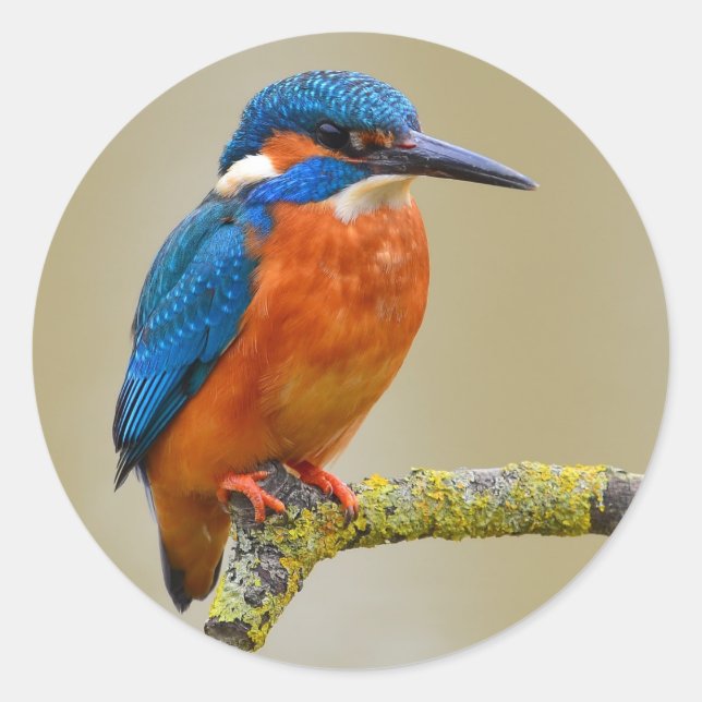 Adesivo Perching Kingfisher (Frente)