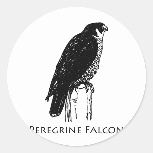 Adesivo Peregrine Falcon (ilustração) (Frente)