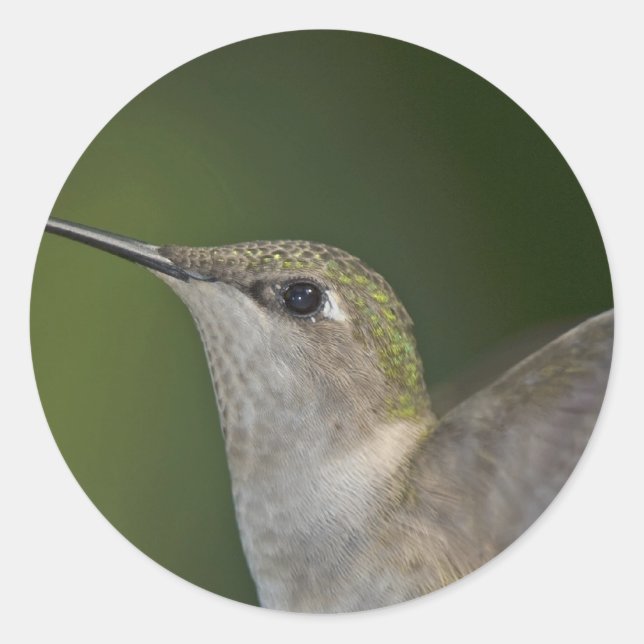 Adesivo Perfil (Frente)