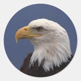 Adesivo Perfil da águia americana