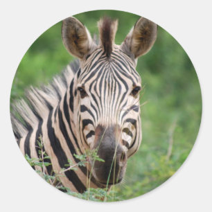 Adesivo Perfil da zebra