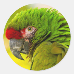Adesivo Perfil de arara no Zoológico de Santa Bárbara