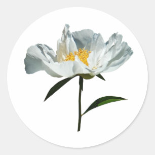 Adesivo Perfil de branco