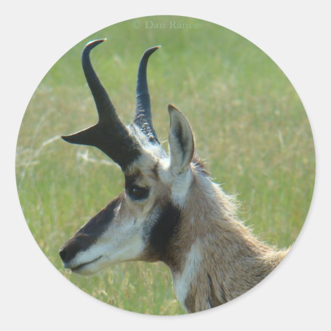 Adesivo Perfil de Cabeça de Grande Bicho-Macho de Antílope (Frente)
