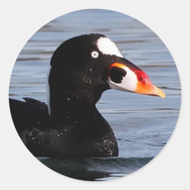 Adesivo Perfil de um Surf Scoter Drake (Frente)
