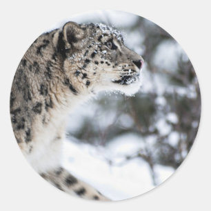 Adesivo Perfil do leopardo de neve
