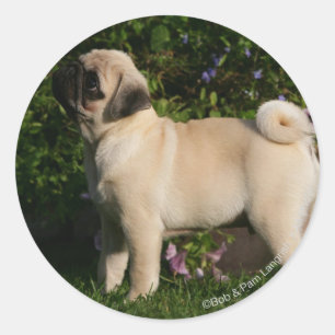 Adesivo Perfil Fawn Pug