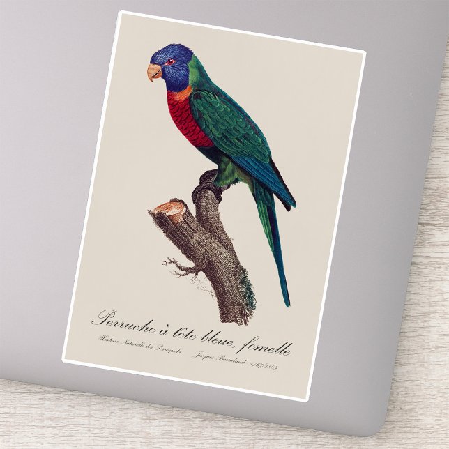 Adesivo Periquito-arco-íris fêmea, Trichoglossus moluccanu (Perruche a tete bleue, femelle / Rainbow lorikeet, female. Sticker)