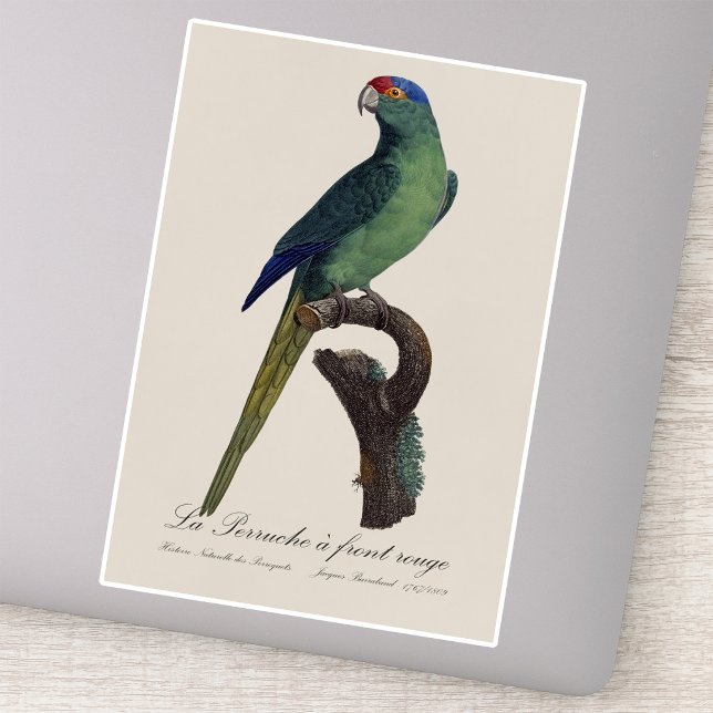 Adesivo Periquito-fronte-laranja, Eupsittula Canicularis (Orange-Fronted Parakeet, Eupsittula Canicularis. Sticker)