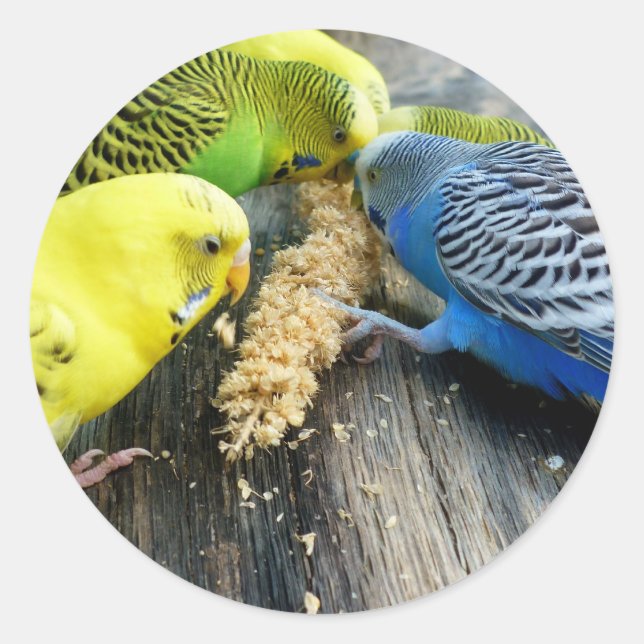 Adesivo Periquitos (Melopsittacus undulatus) (Frente)