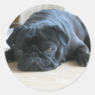 Adesivo Personalizar o nome dos acessórios do Pug Puppy pr