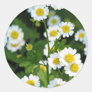 Adesivo Personalize o produto