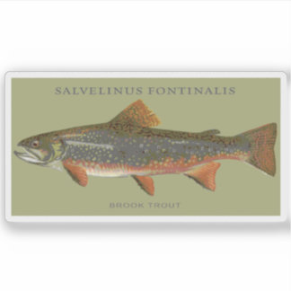 Adesivo Pesca De Truta Brook