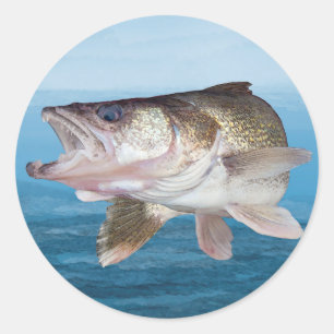Adesivo Pesca dos Walleye