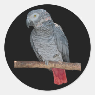 Adesivo Pesky Parrot Sticker