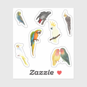 Adesivo Pet Bird Stickers