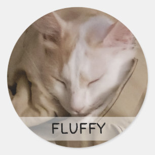 Adesivo Pet Cat Dog Photo Name