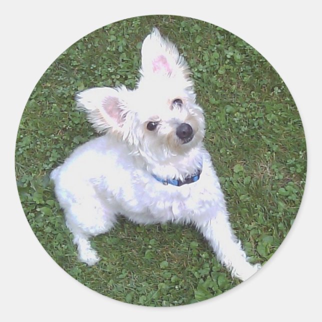 Adesivo Petey, Pom-A-Poo Sticker (Frente)