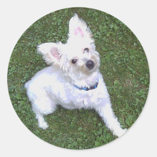 Adesivo Petey, Pom-A-Poo Sticker