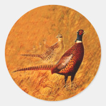 Pheasant Bird Nature Selvagens