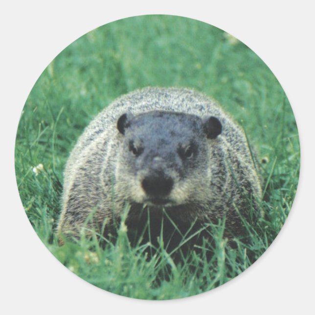 Adesivo Phil Groundhog (Frente)