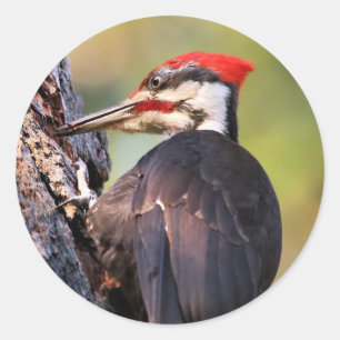 Adesivo Pica-pau bonito de Pileated na árvore