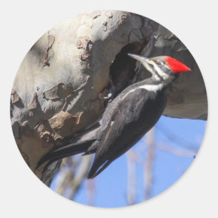 Adesivo Pica-pau de Pileated