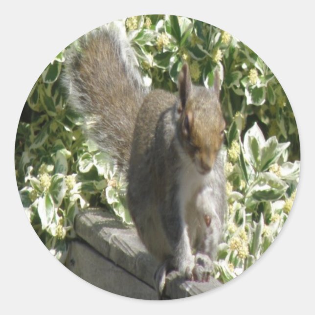 Adesivo Picante de esquilo (Frente)