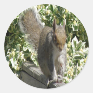 Adesivo Picante de esquilo