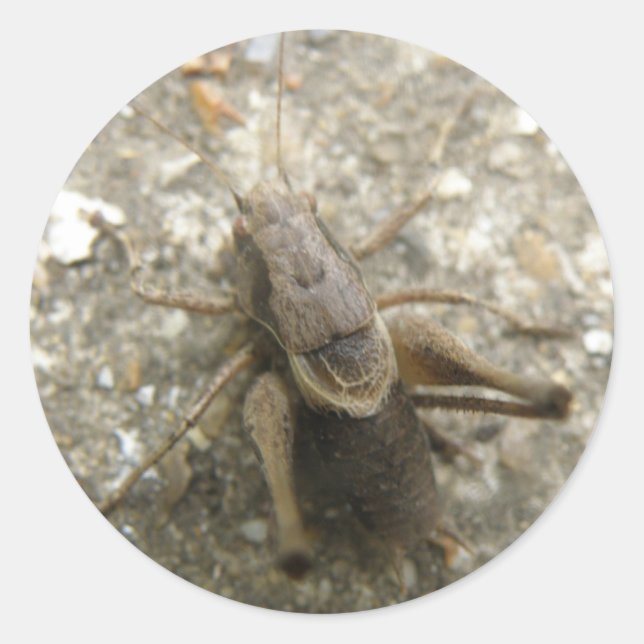 Adesivo Picareta de Campo Castanho (Frente)