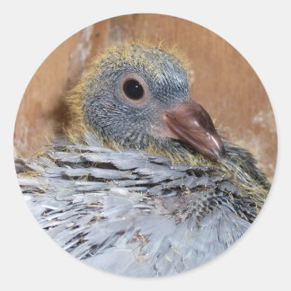 Adesivo Pigeões de Bebê Homing
