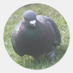 Adesivo Pigeon Sticker