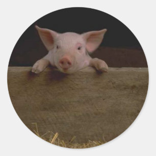 Adesivo Piglet Sticker
