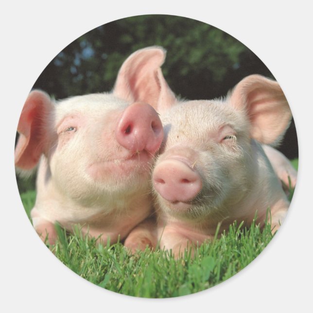 Adesivo Pigs Round Sticker (Frente)