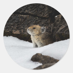 Adesivo Pika na neve