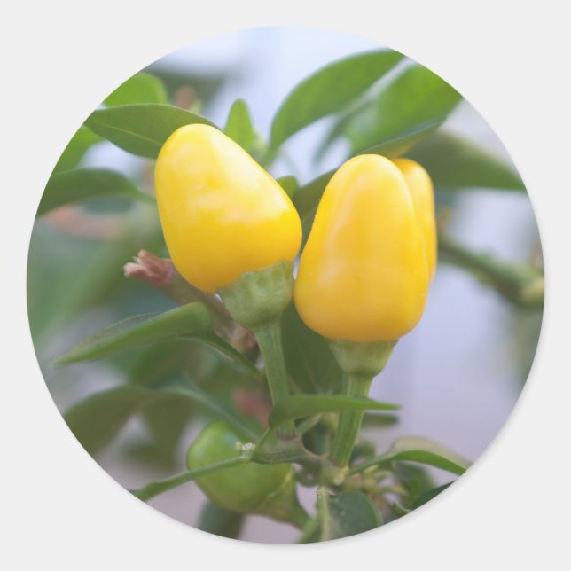 Adesivo Pimenta amarela decorativa (Frente)
