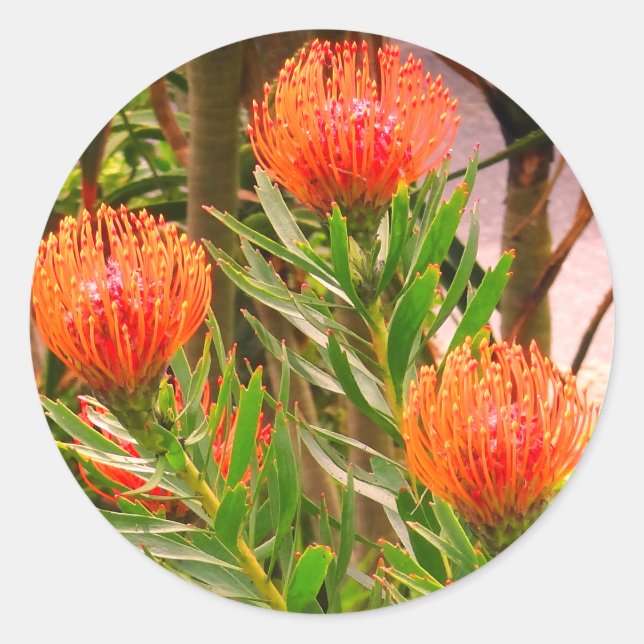 Adesivo Pincushion Tango #1 Stickers (Frente)