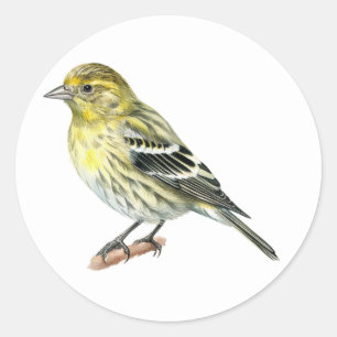 Adesivo Pine Siskin Songbird Stickers