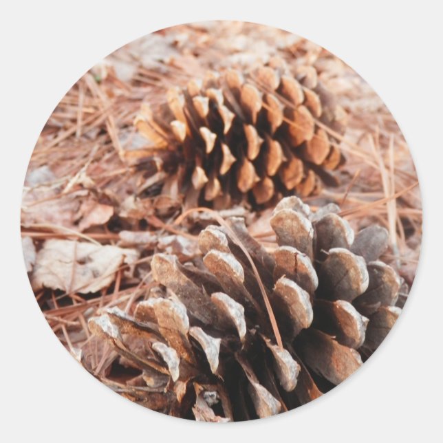 Adesivo Pinecones (Frente)