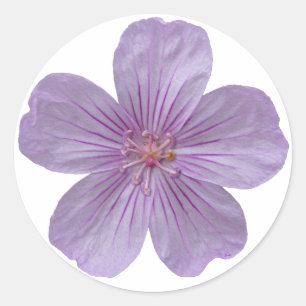 Adesivo Pineywoods Geranium nº 1