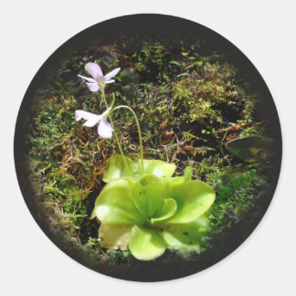 Adesivo Pinguicula reticulata