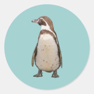 Adesivo Pinguim