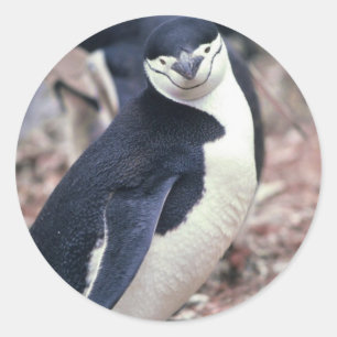 Adesivo Pinguim Ave Fofa Animal Preto Branco Água